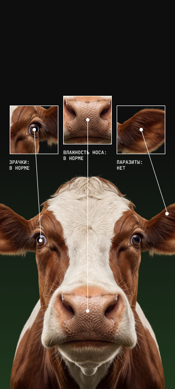 Агент для умного коровника